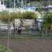 ...c' un alpaca dal pelo nero che sta cercando qualcosa tra gli alberi